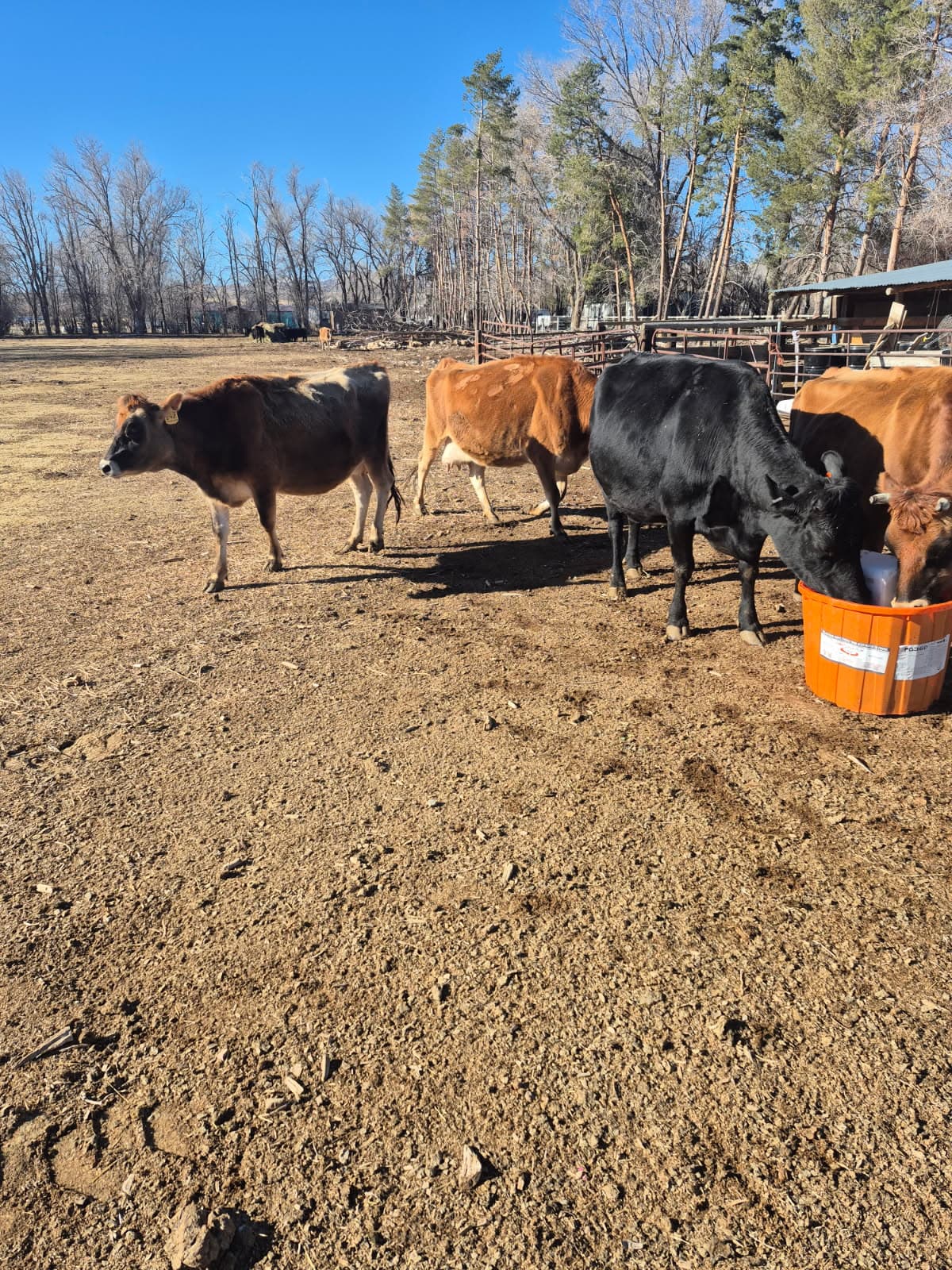 COWS / HERD FOR SALE