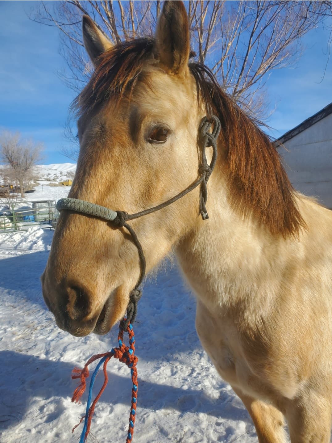 HORSE