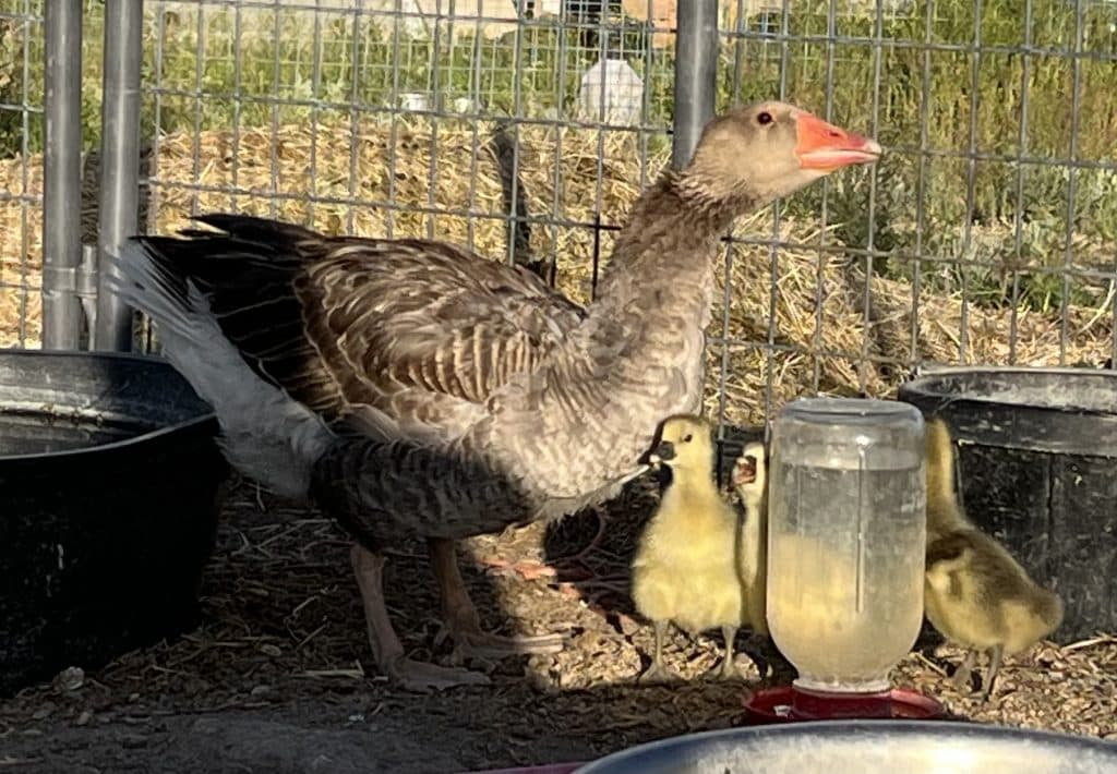 Geese for sale