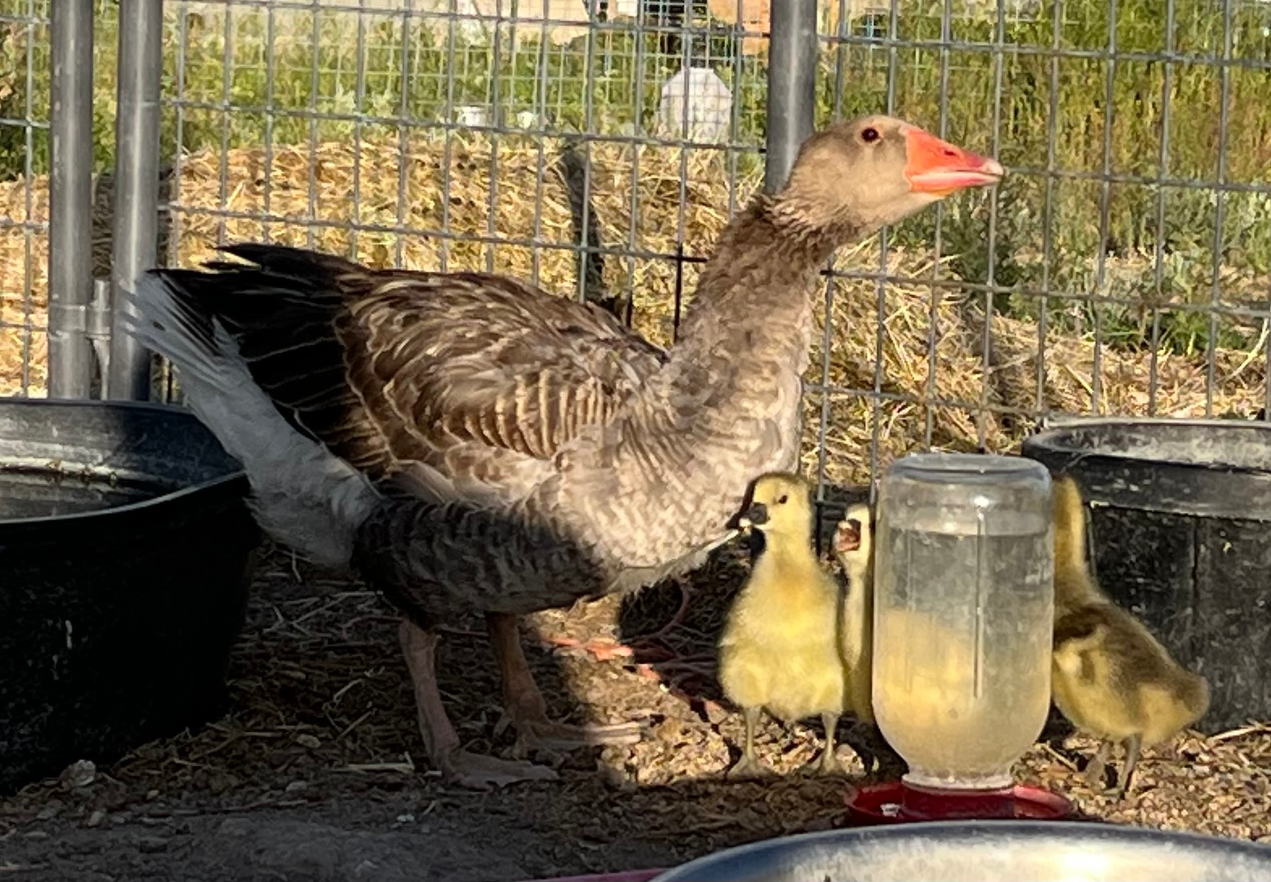 Geese for sale