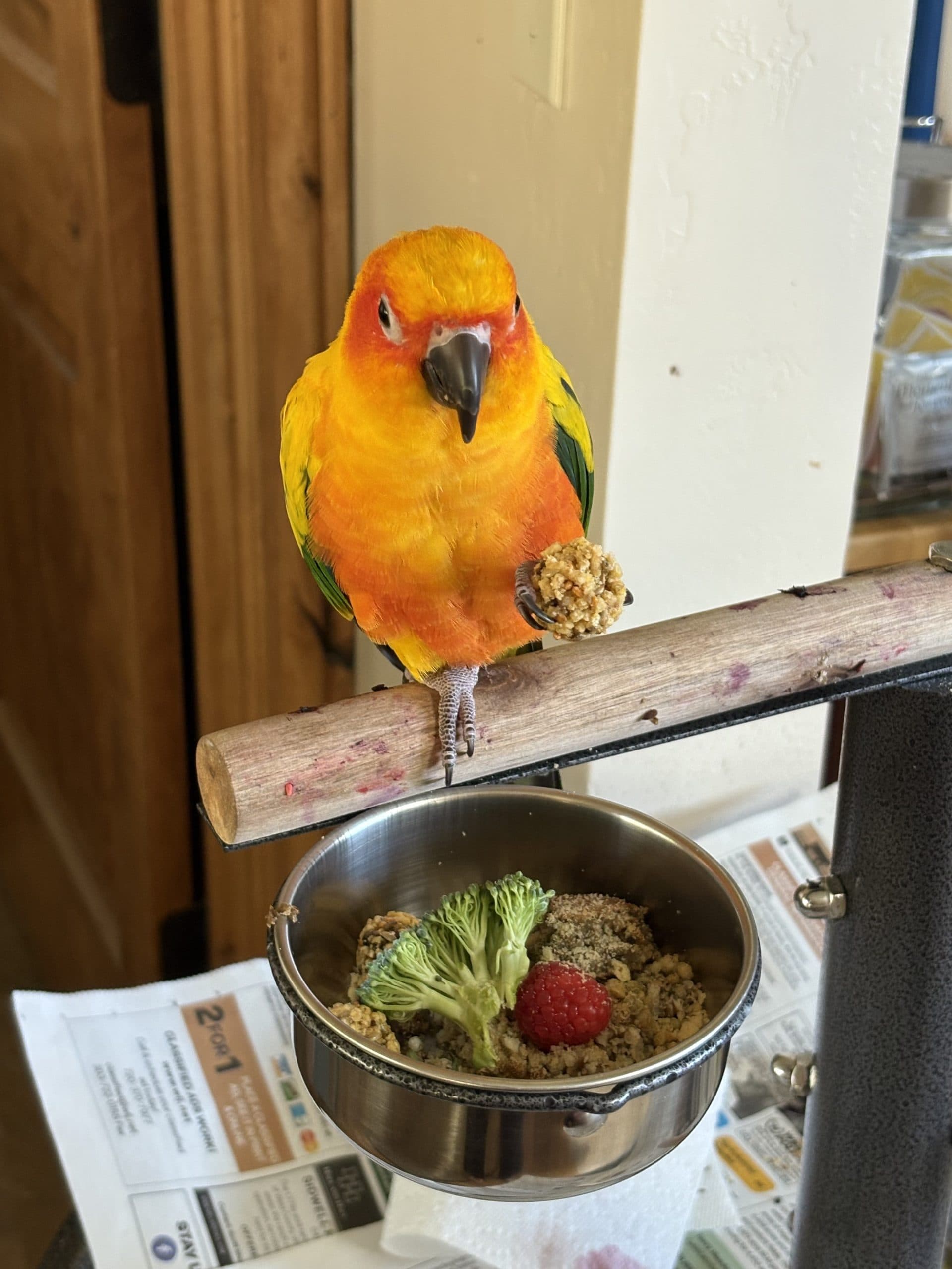 Parrot Boarding Needed