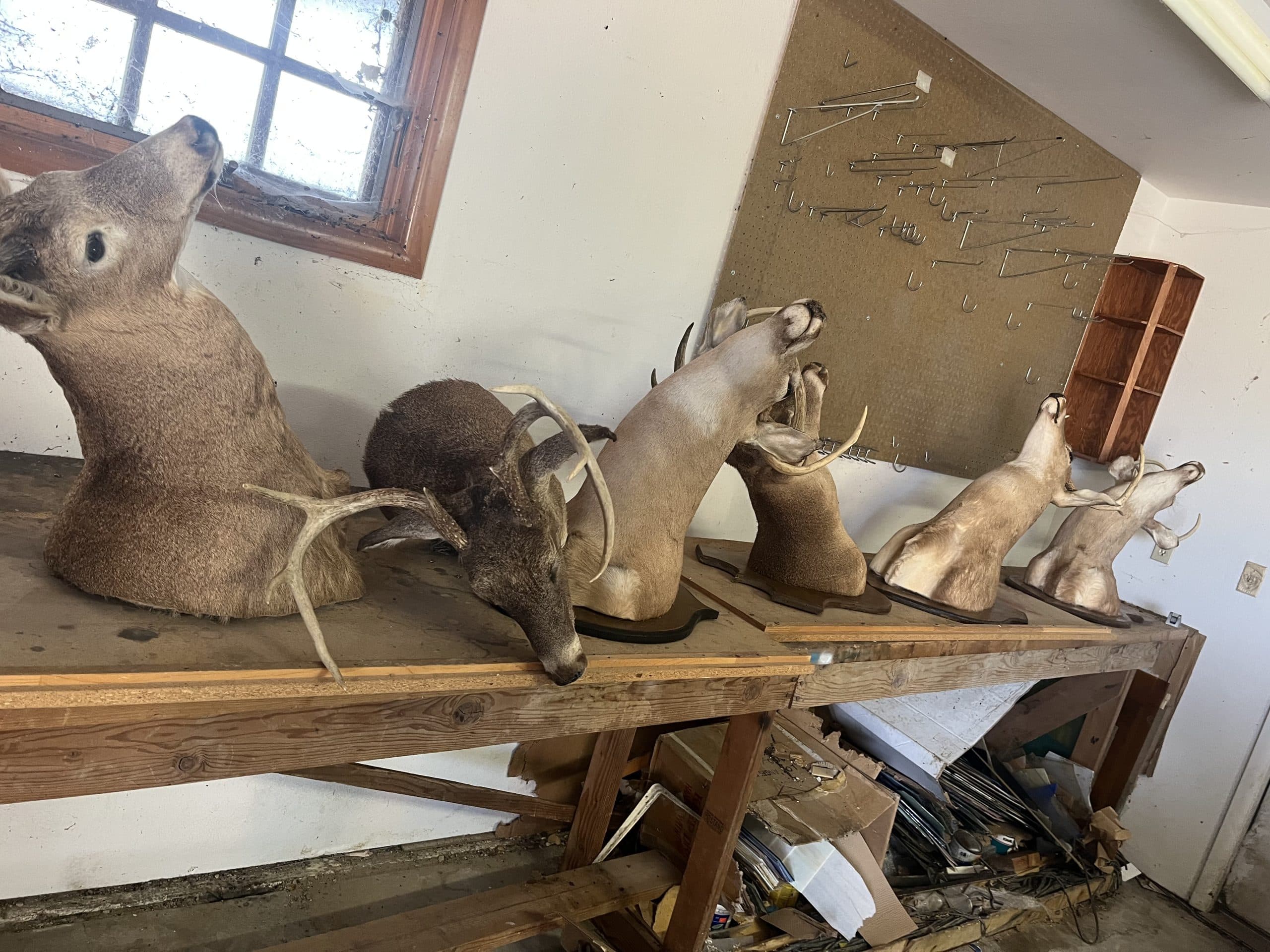6 Deer heads ($50 each)