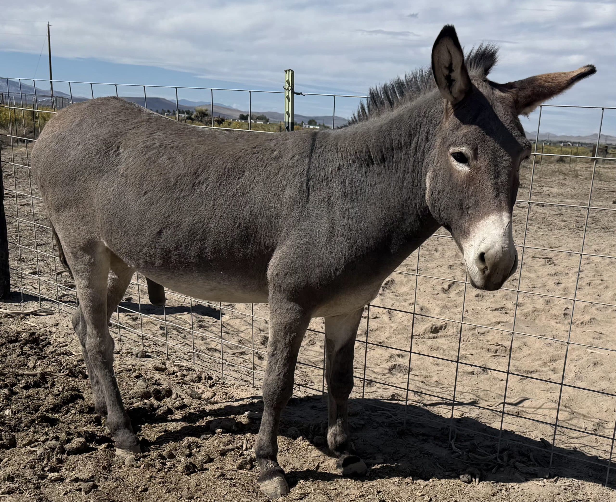 2 Male BLM Burros