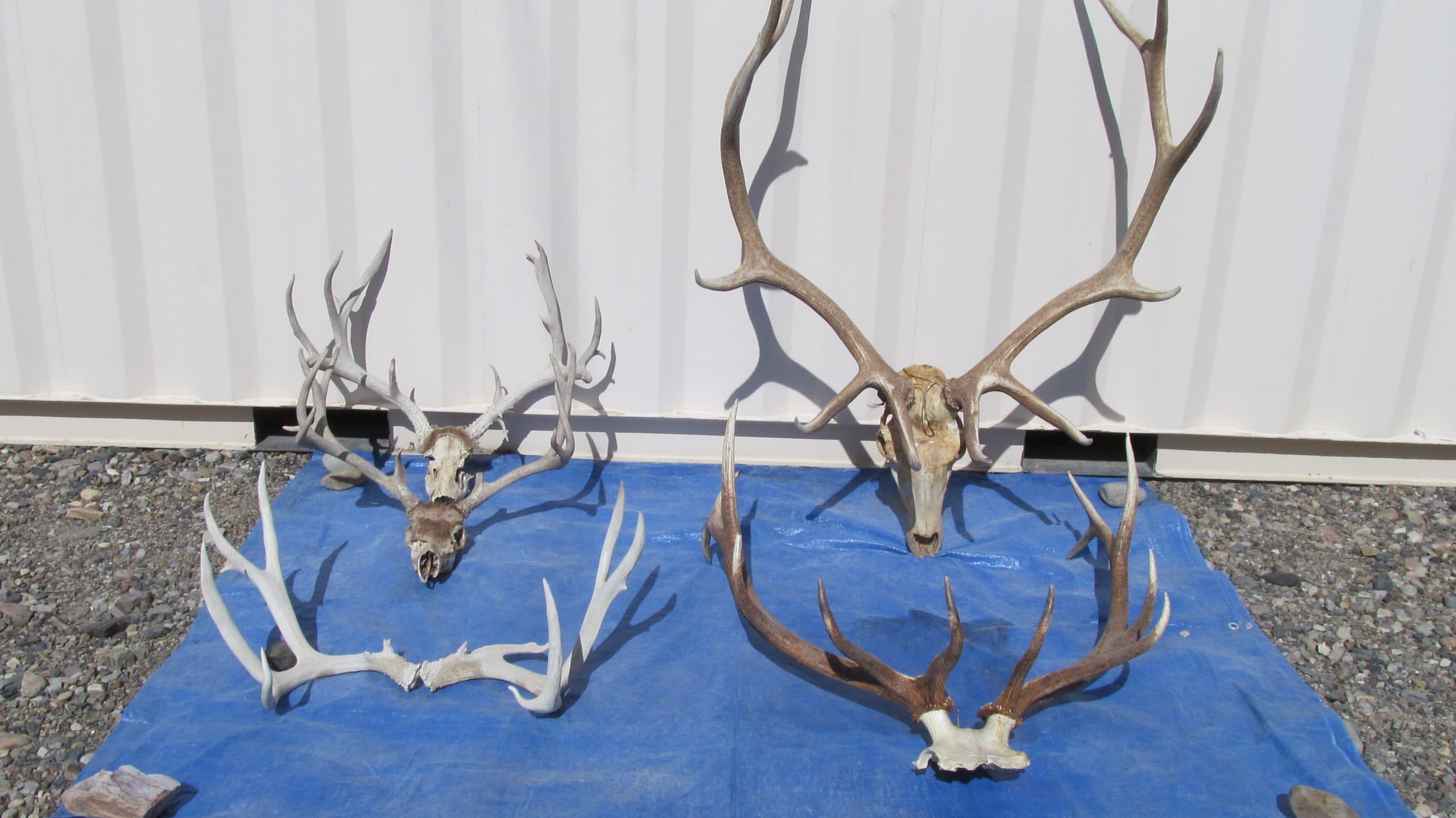 Horns