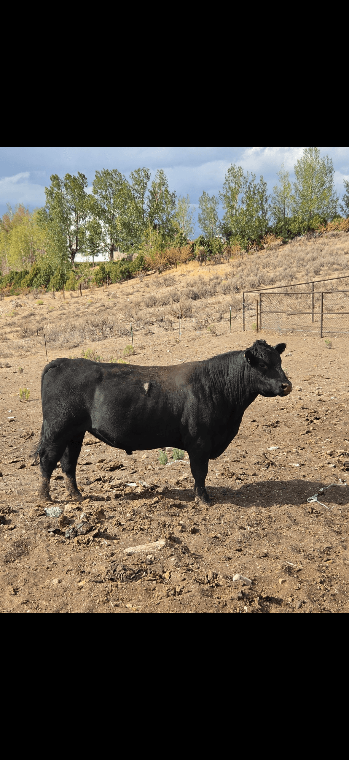 Herd dispersal