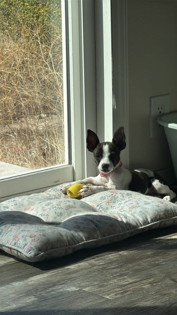 Boston Jack Russell female puppy