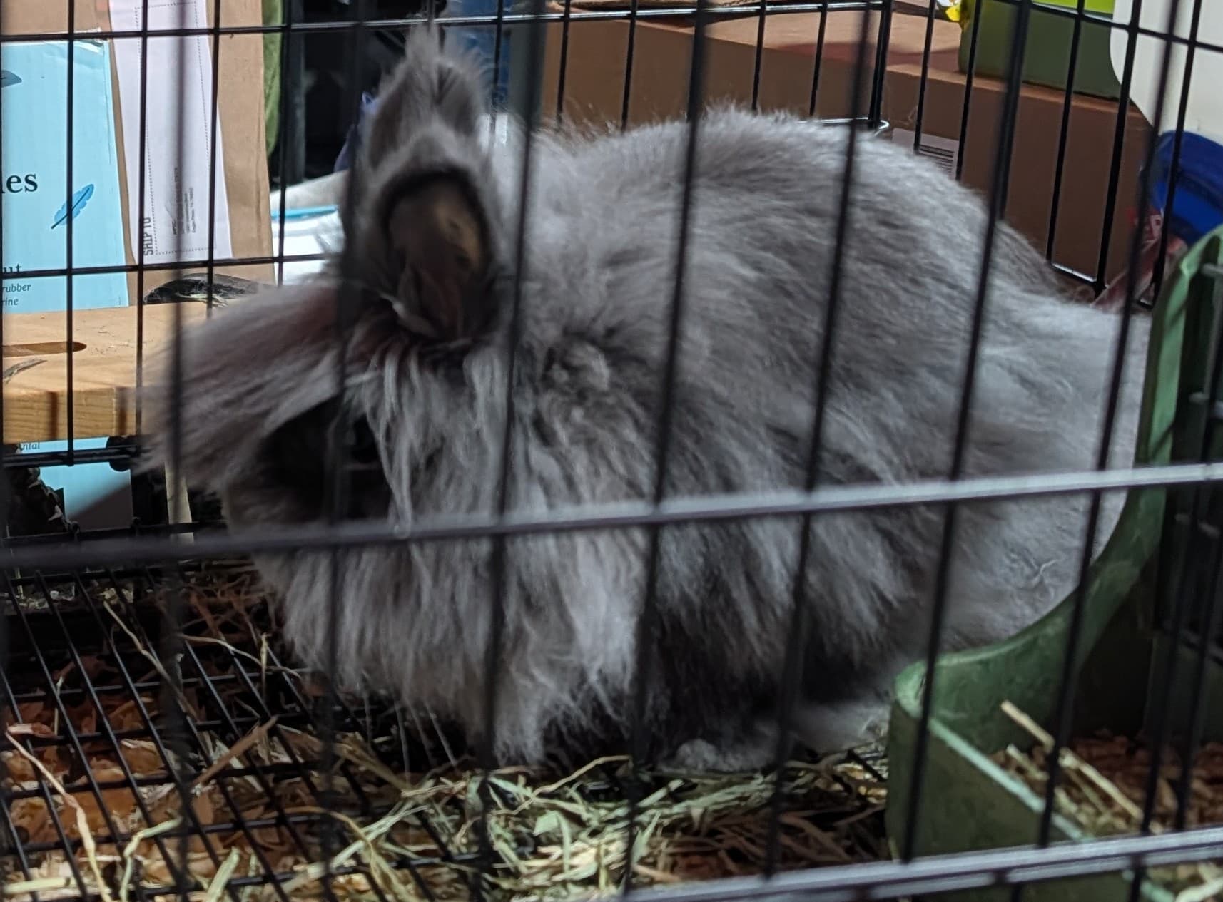 Bunnies, Free to Good Home