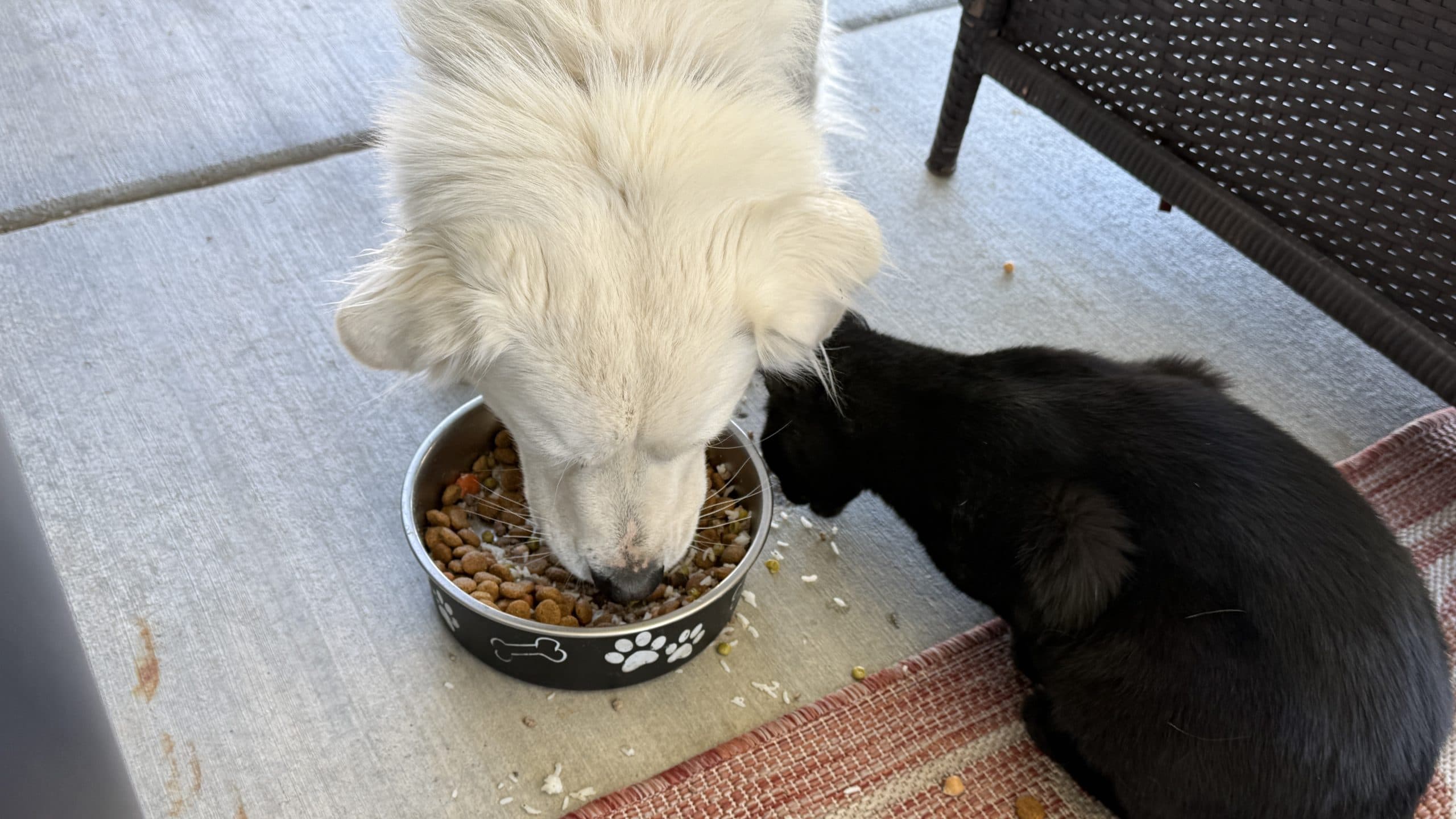 Great Pyrenees/Antonian Shepherd mix