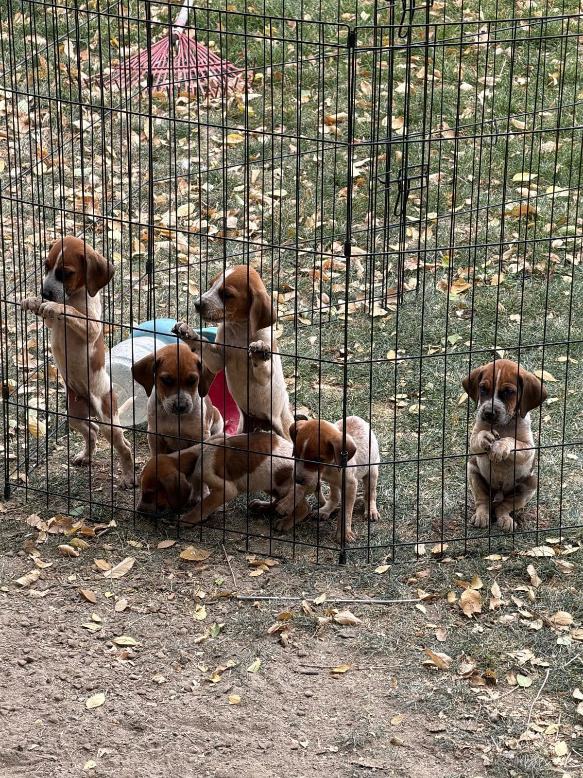 Redtick/walker hound puppies for free to good home