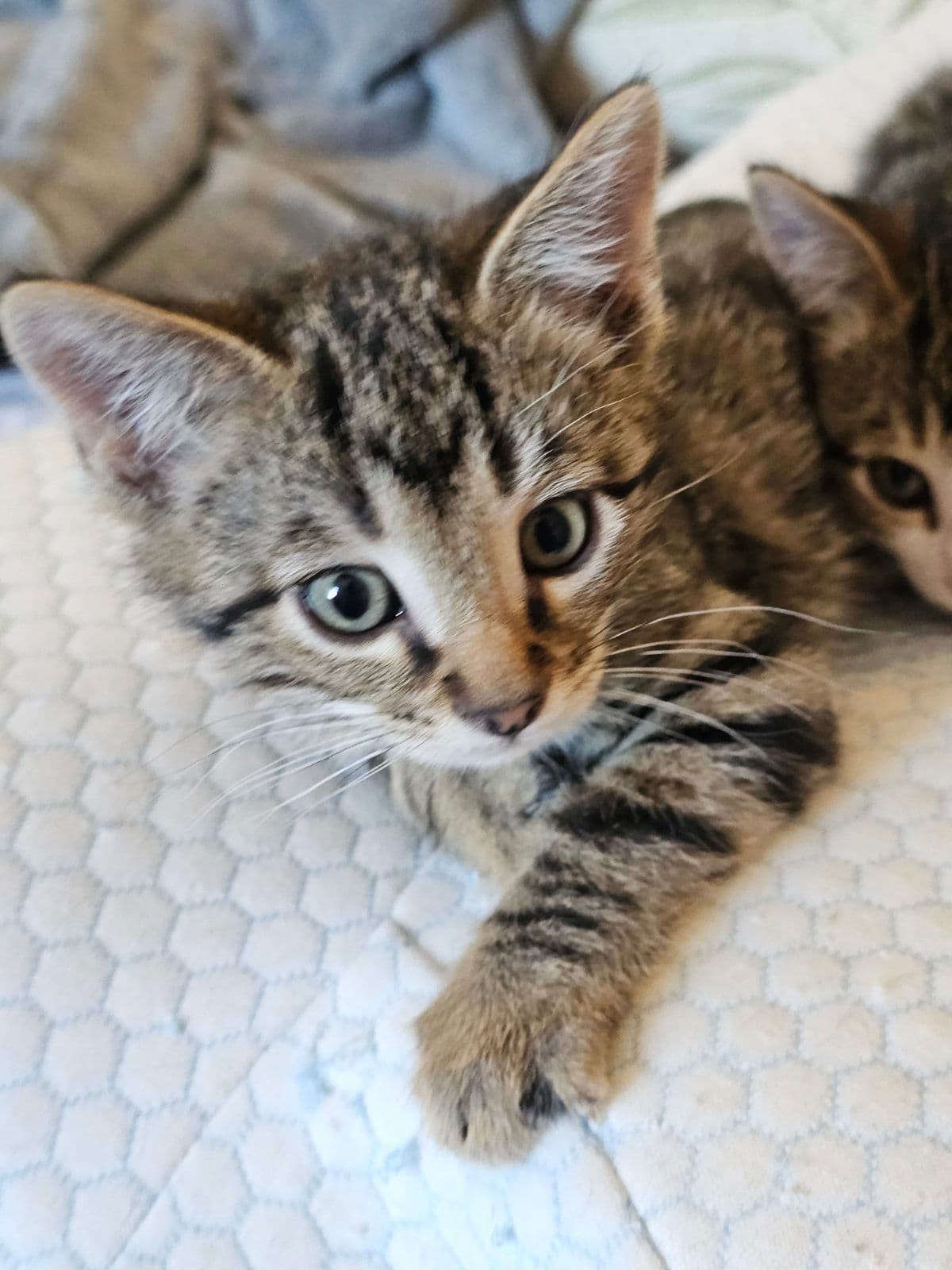 Free Cats or Kittens