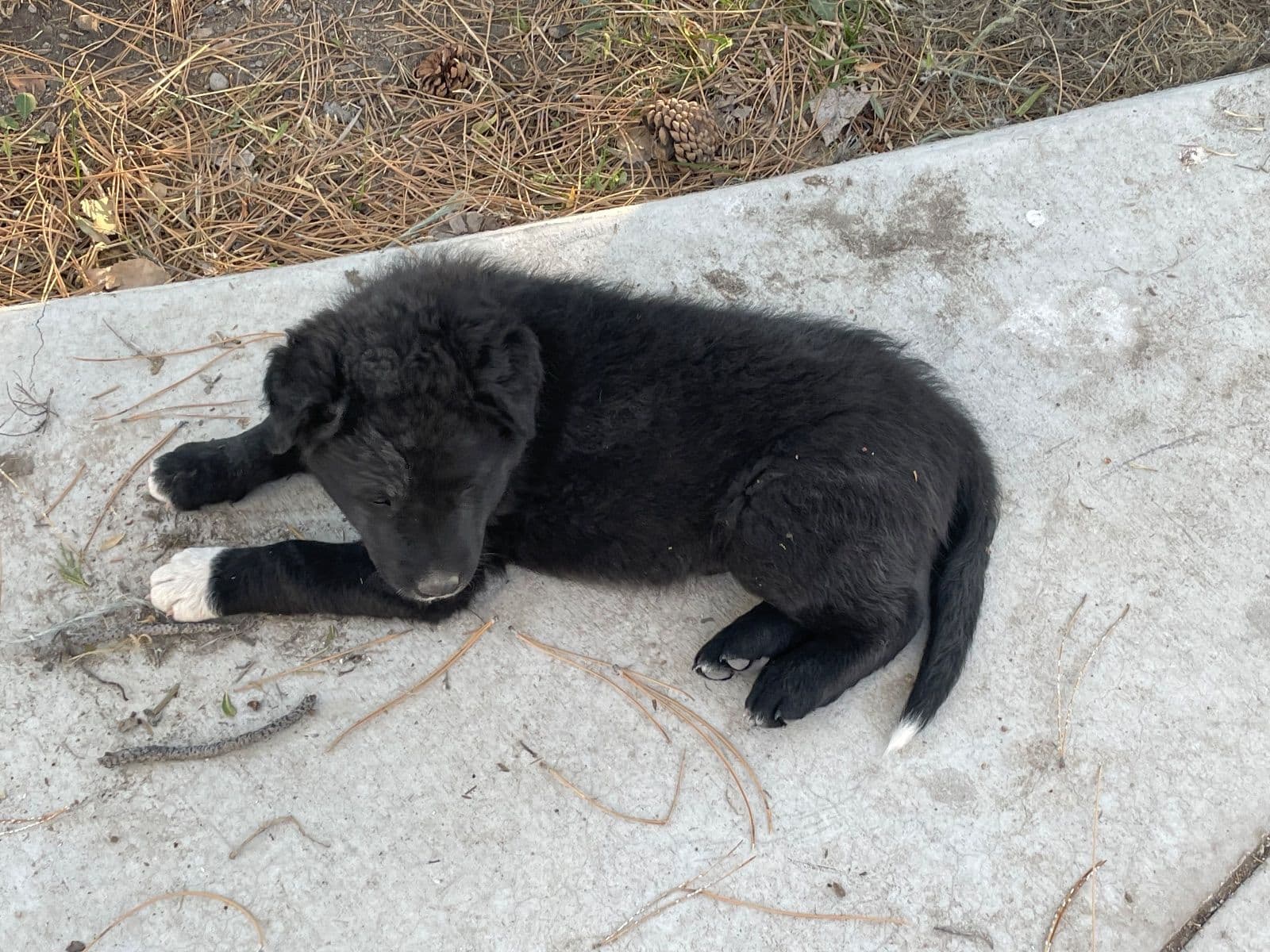 ✨ Male Mostly Border Collie Puppy ✨ Mostly border collie puppy ready to go. He is 8 weeks old and ready for a new home. He is super sweet and comes from working parents.