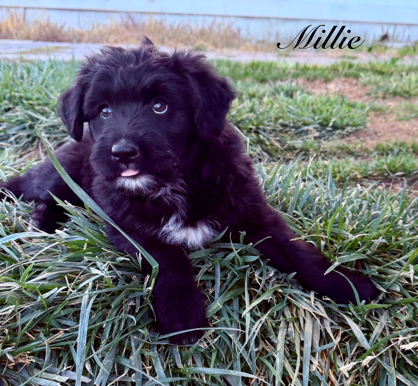4 puppies left! 9 week old F1 Shepadoodle & Australian Shepherd Mix Puppies