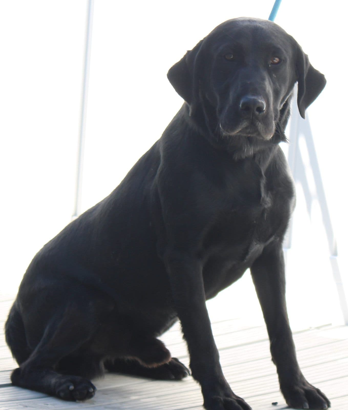 AKC OFA DNA Hunting labs for sale