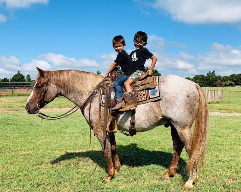 Red roan Quarter Horse gelding for sale