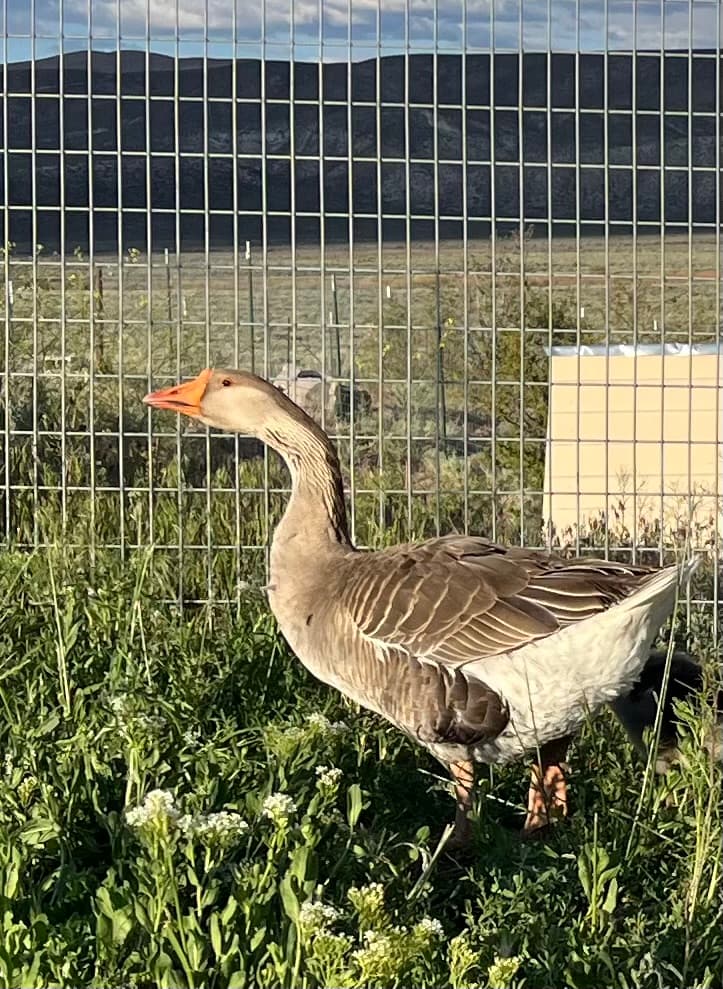 Geese pair