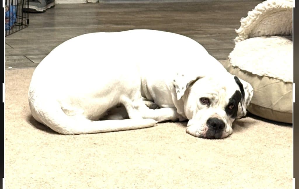 Bailey