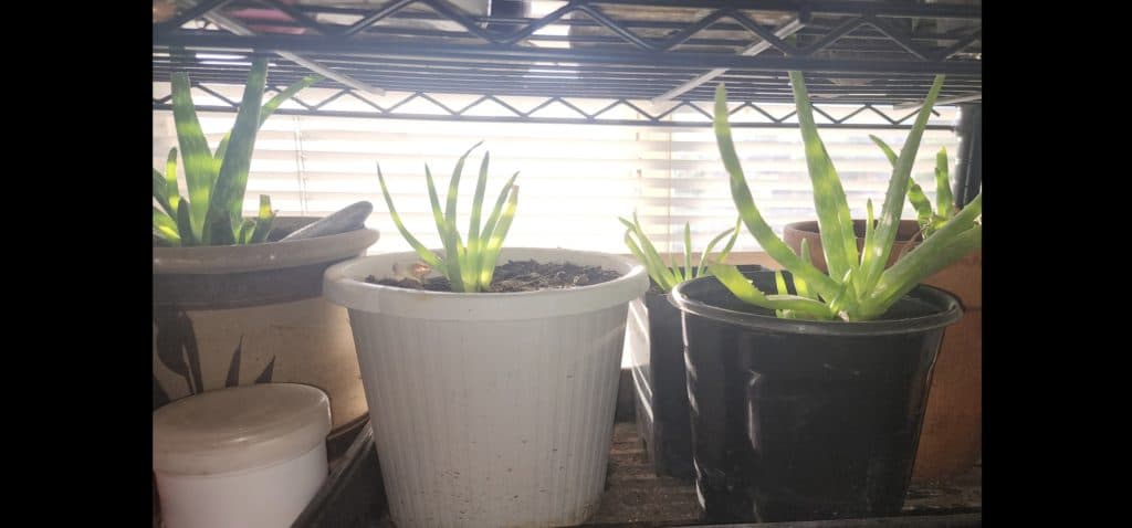 4 Alovera plants for sale