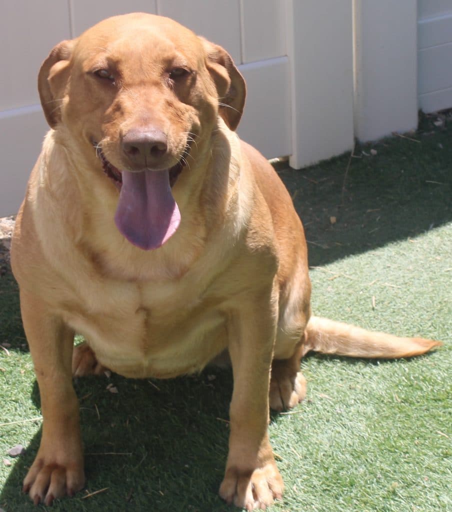 AKC large red female lab