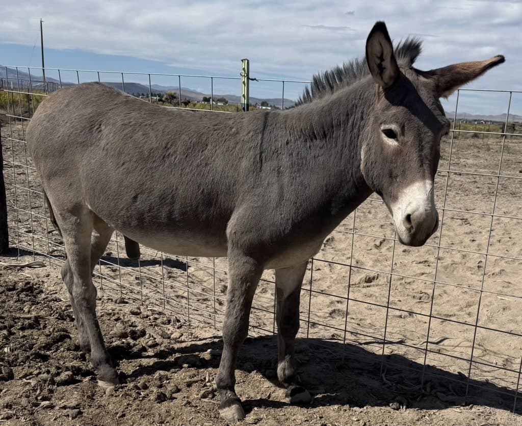 2 Male BLM Burros