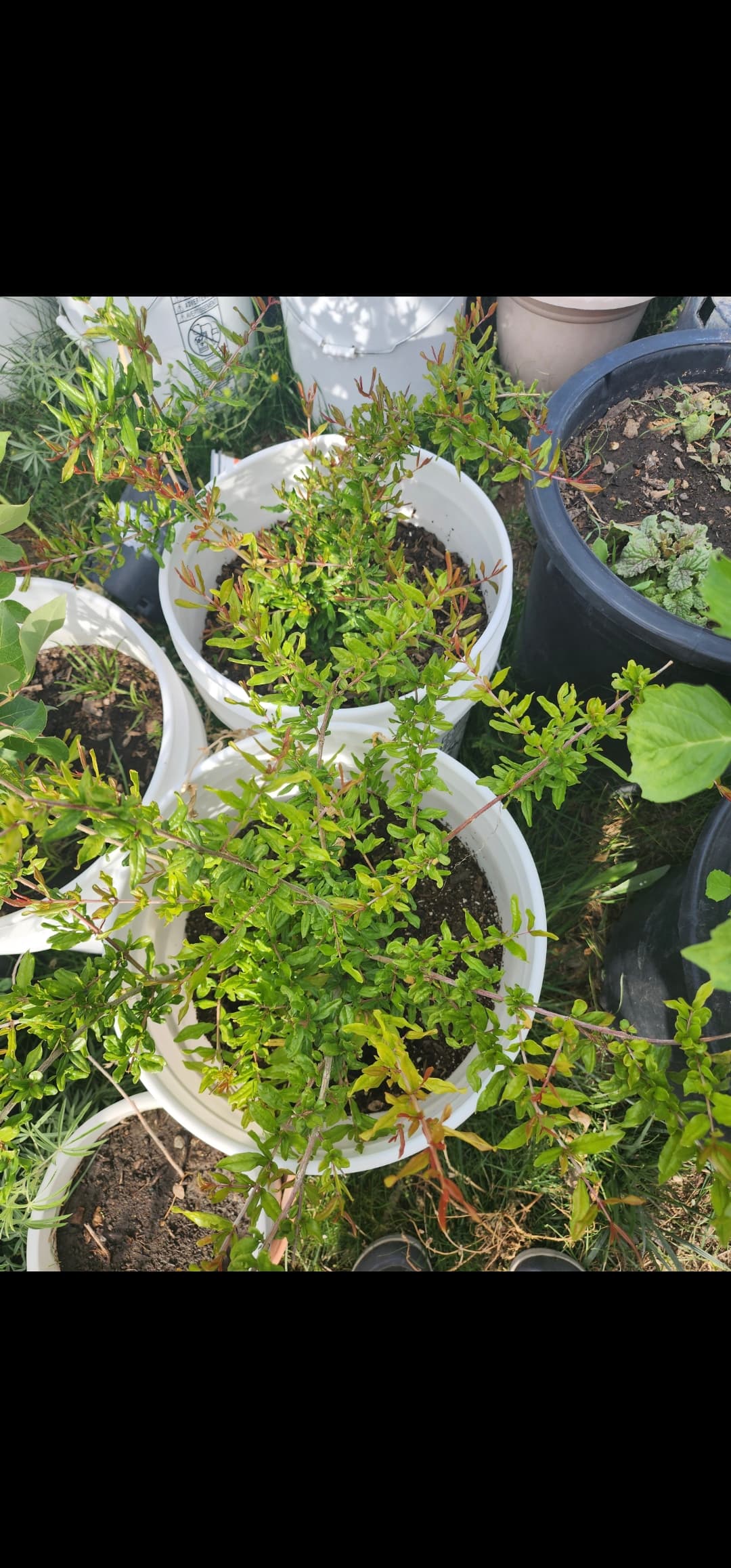 Pomegranate plant for sale