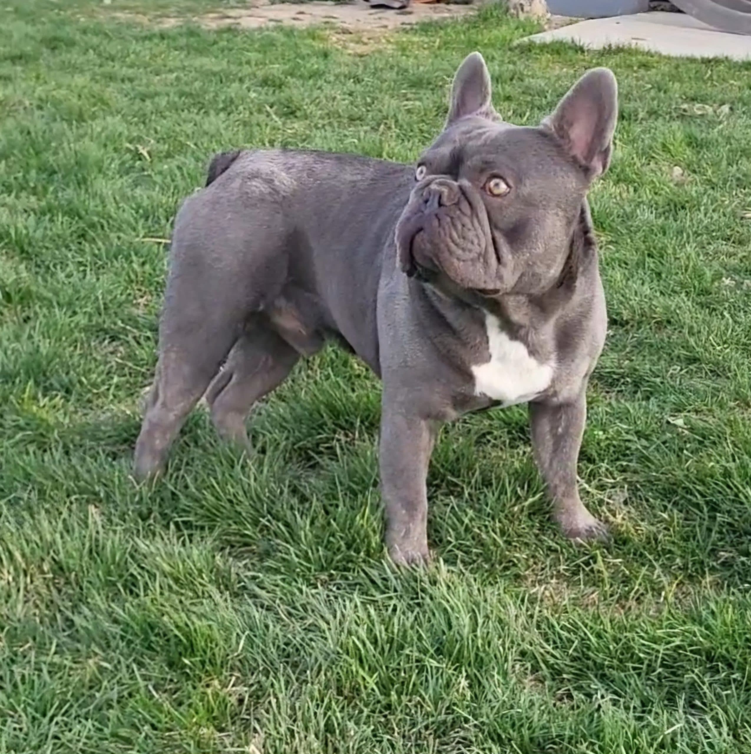 Male French Bulldog