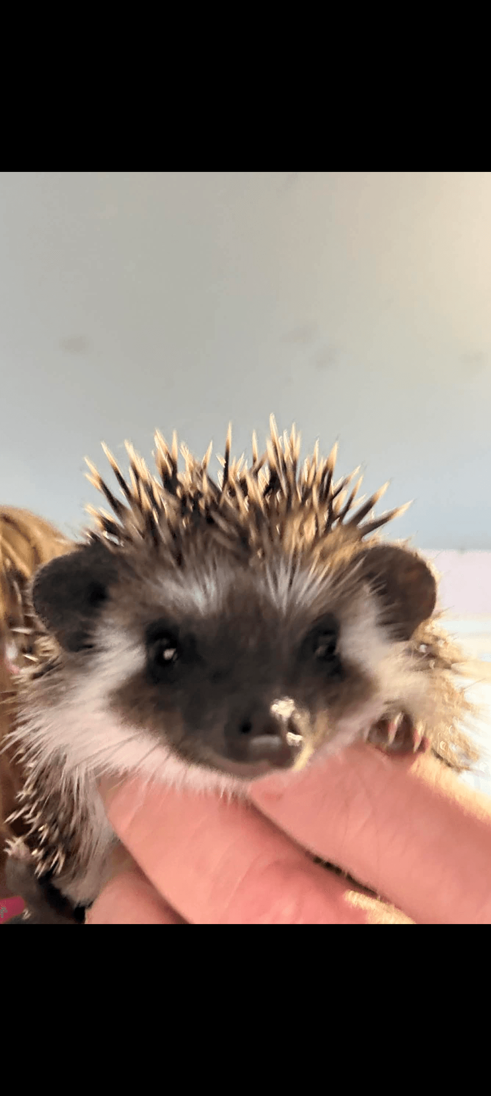 Baby female hedgehog