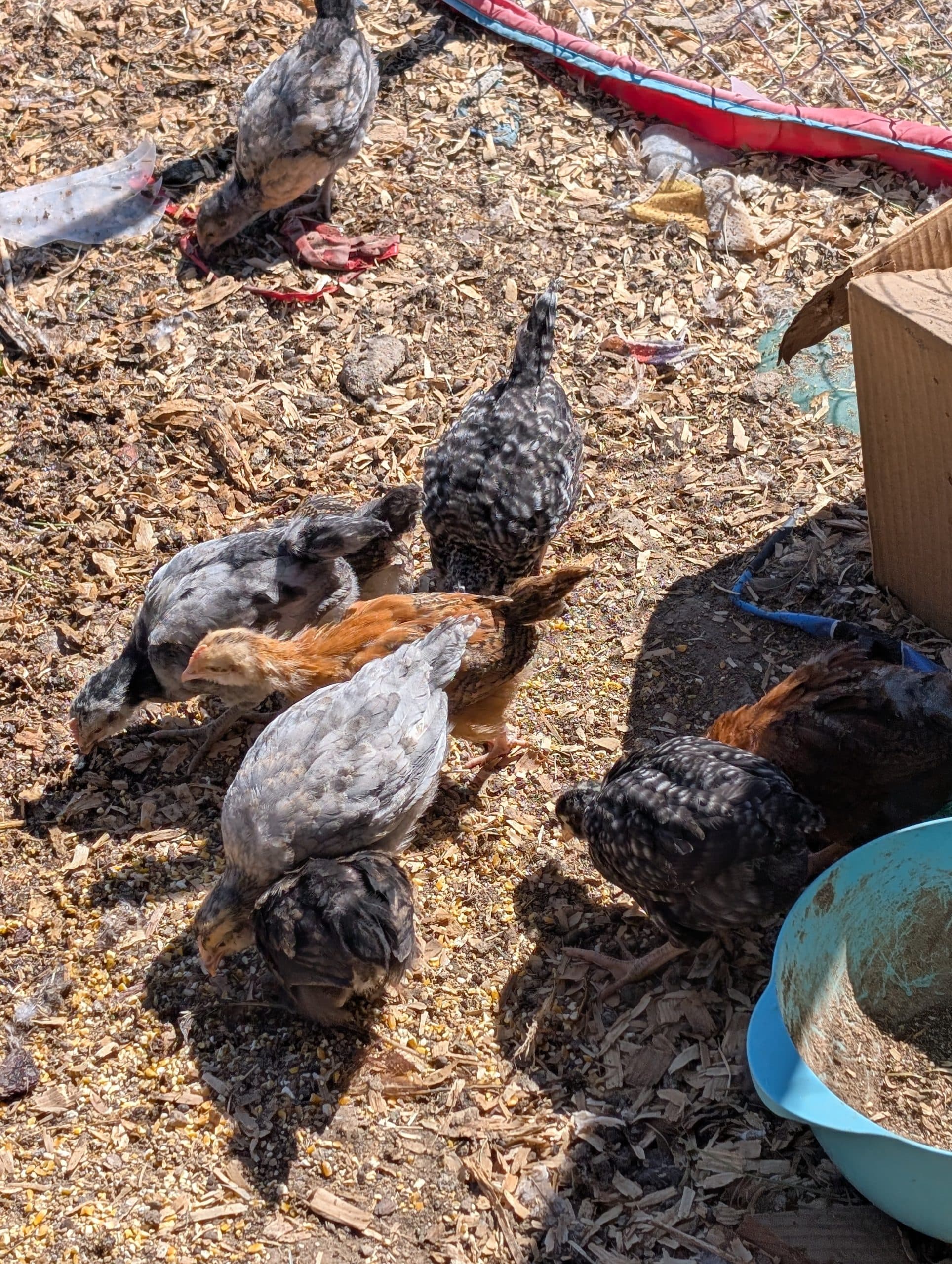 Easter egger chicks and male quail